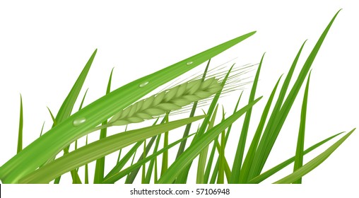 Water drops on the green grass. Vector