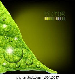 water drops on green leaf. Vector 