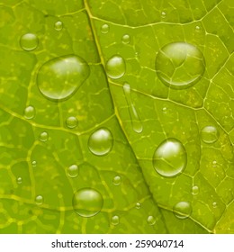 Water drops on green leaf. Ecological environment background.