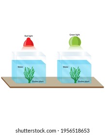 Water Elodea Red Green Light