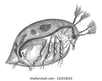 Water Flea or Daphnia sp., vintage engraved illustration. Le Magasin Pittoresque - 1874