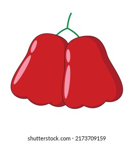 Wasserguava-Früchte, Vektorgrafik, Wasserguava-Obstpflanze, flache Illustration, geeignet für Webdesign, Bücher, Logos, Anwendungen