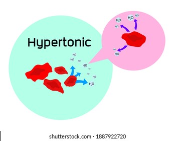 Water H2o Diffuses Into Red Blood Stock Vector (Royalty Free ...