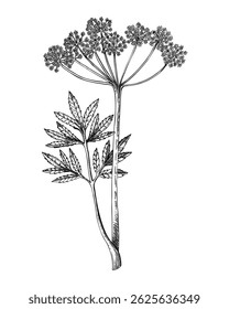 Water hemlock sketch. Poisonous plant drawing. Cicuta hand-drawn vector illustration. Witchcraft, herbal remedies, medicinal plants, apothecary.  NOT AI generated