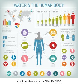 Water and human body infographic. Useful information about water. Concept of healthy lifestyle. Drink more water. Vector image.