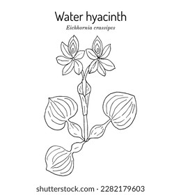 Water hyacinth (Eichhornia crassipes), edible plant. Hand drawn botanical vector illustration