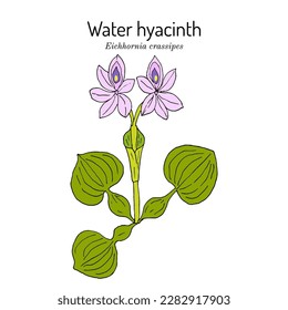 Water hyacinth (Eichhornia crassipes), edible plant. Hand drawn botanical vector illustration