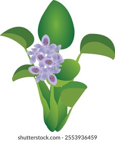 Water hyacinth is a free-floating perennial aquatic plant native to tropical and subtropical South America.