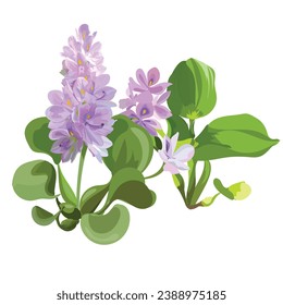 Water hyacinth Isolated on white background