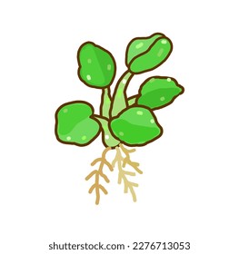Water hyacinth on White Background.       
