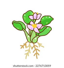 Water hyacinth on White Background.       