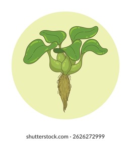 
Water hyacinth plant with a slightly plump stem