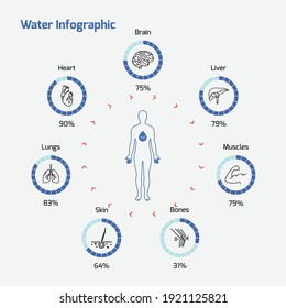 Water Infographics- human body, organs, levels of water, water percentage, diagram vector EPS 10