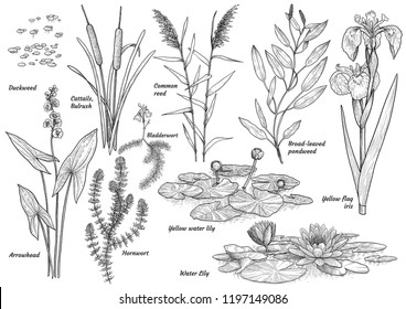 Water  lake  river  swamp plants colelction  illustration  drawing  engraving  ink  line art  vector