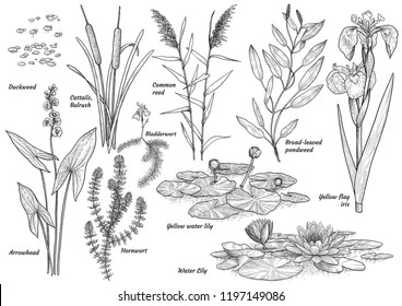 Water, lake, river, swamp plants colelction, illustration, drawing, engraving, ink, line art, vector