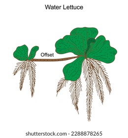 Water lettuce, offset of water lettuce, sub aerial modification of stem, pistia, roots, botany concept, illustration on white background.