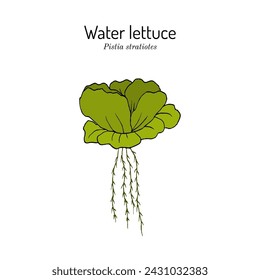 Water Lettuce or Pistia stratiotes, aquatic plant. Hand drawn botanical vector illustration