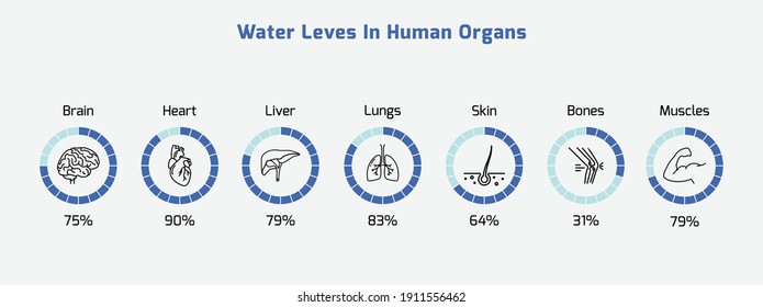 Water levels in human organs- water, human organs, water percentage, Vector EPS 10 