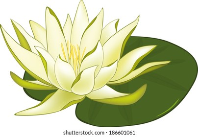 Water Lilies