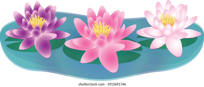 Water lilies in water Graphic
