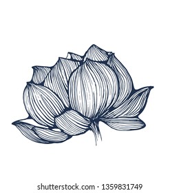 water lilies, vector,hand drawing isolated on white background