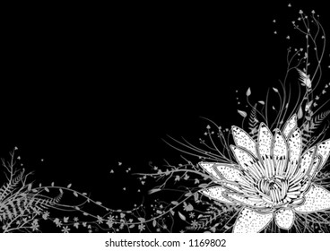 Water lily