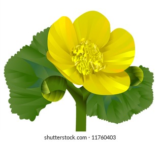 Water lily