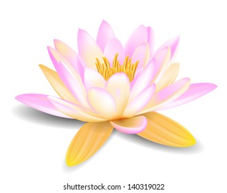 Water lily