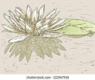 Water lily