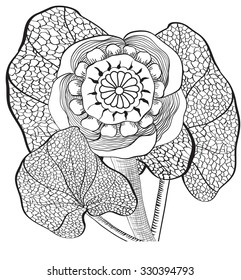 water lily