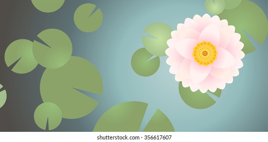 Water Lily