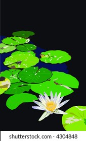 Water Lily