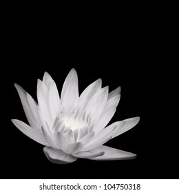 Fondo de Lily del Agua. Diseño de iluminación de vectores