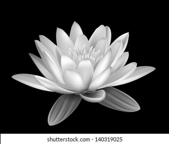 Water lily black and white