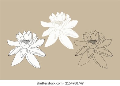 Water lily buds on a beige background. Hand drawn illustration of summer flower. Vector black and white line art