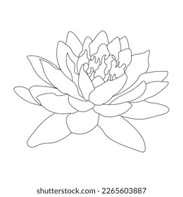 
Water Lily Coloring Page And Book Hand Drawn Line Art Illustration Beautiful Flower Black And White Drawing Vector