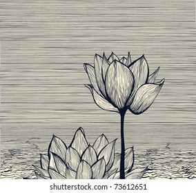 water lily composition