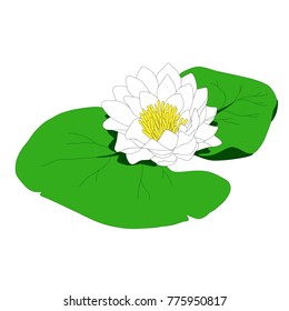 Water Lily flower (EPS 10 file)