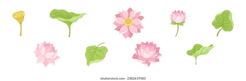 Water Lily Flower with Green Pad as Tropical Aquatic Herb Vector Set