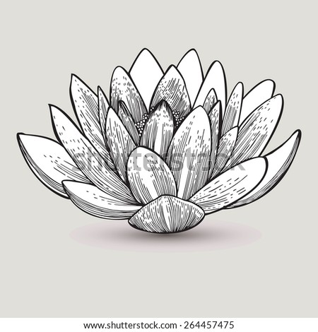 Water Lily Flower Handdrawing Vector Illustration Stock Vector (Royalty ...