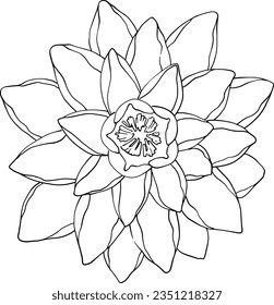 Water lily or water lily flower. Linear illustration, top view. Botany, freehand drawing. Vector image for high-quality printing on clothes and objects. From the ZODIAC collection. EPS format.