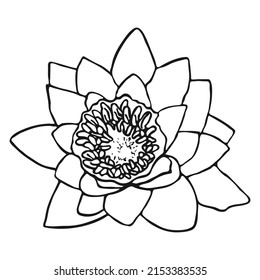 Water lily flower sketch. Doodle water lily sketch. Simple hand drawing of a flower. Black outline. Vector illustration.