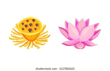 Water Lily Flower as Tropical Aquatic Herb Vector Set