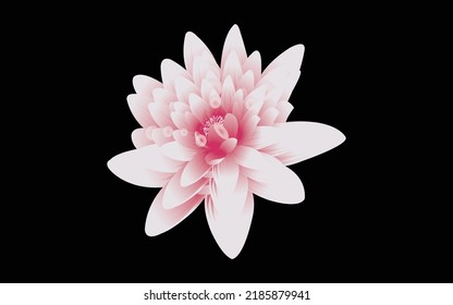 Water lily flower vector illustration, beautiful Water lily vector
