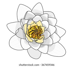 Water lily flower vector isolated against a white background