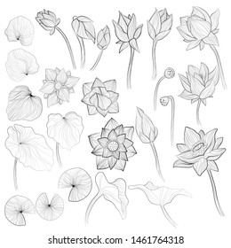 Water lily flowers, blossom bud and leaves outline vector illustration set on white background. Collection of sketch art of lotus elements