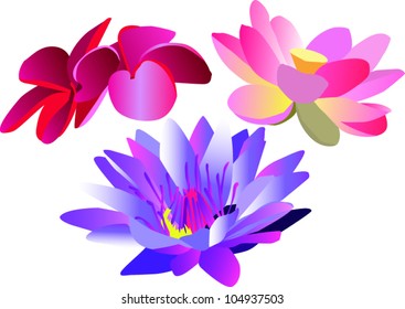 water lily flowers, cherries, blossom