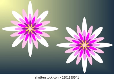 Water lily flowers in dark blue background.