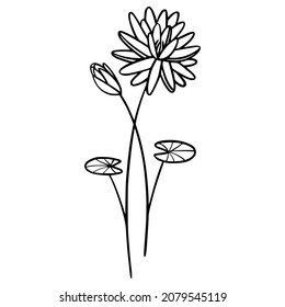 Water Lily flowers on white background. Hand-drawn illustration of a summer flower. Drawing, line art, ink, vector.