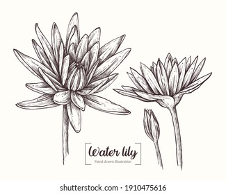 Water lily in graphic style. Vector Hand Drawn in doodle style. Sketch Botanical Illustration. Lily black ink sketch. The wild botanical garden is in bloom. Great for packaging, labels, decor